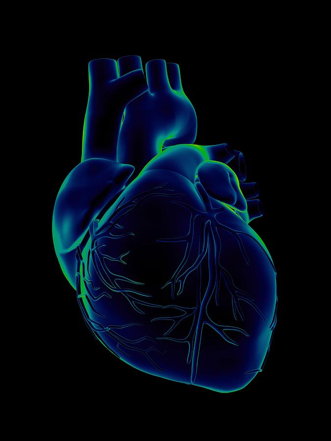 Blue and green human heart on black background Photograph by Angelhell