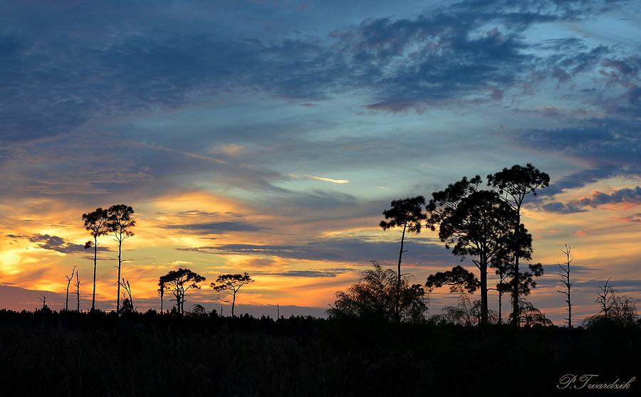 Tree Photograph - Blue and Orange Sunset  by Patricia Twardzik