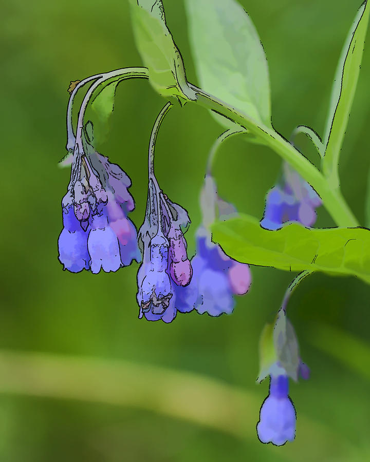 Blue and Pink Bells Photograph by Jerry Nettik