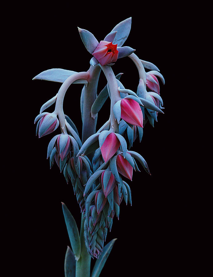 Blue and Pink Succulent Photograph by Robert Woodward