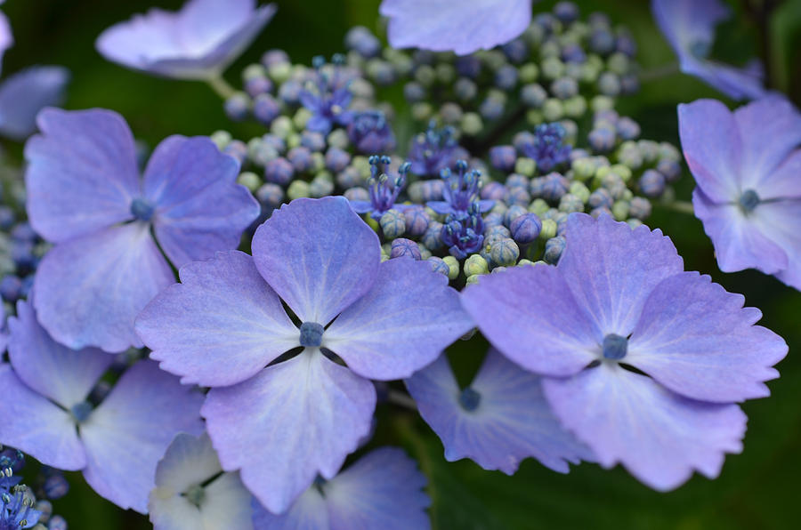 Blue And Purple Bush Flowers. Photograph By Yuri Levchenko - Fine Art 