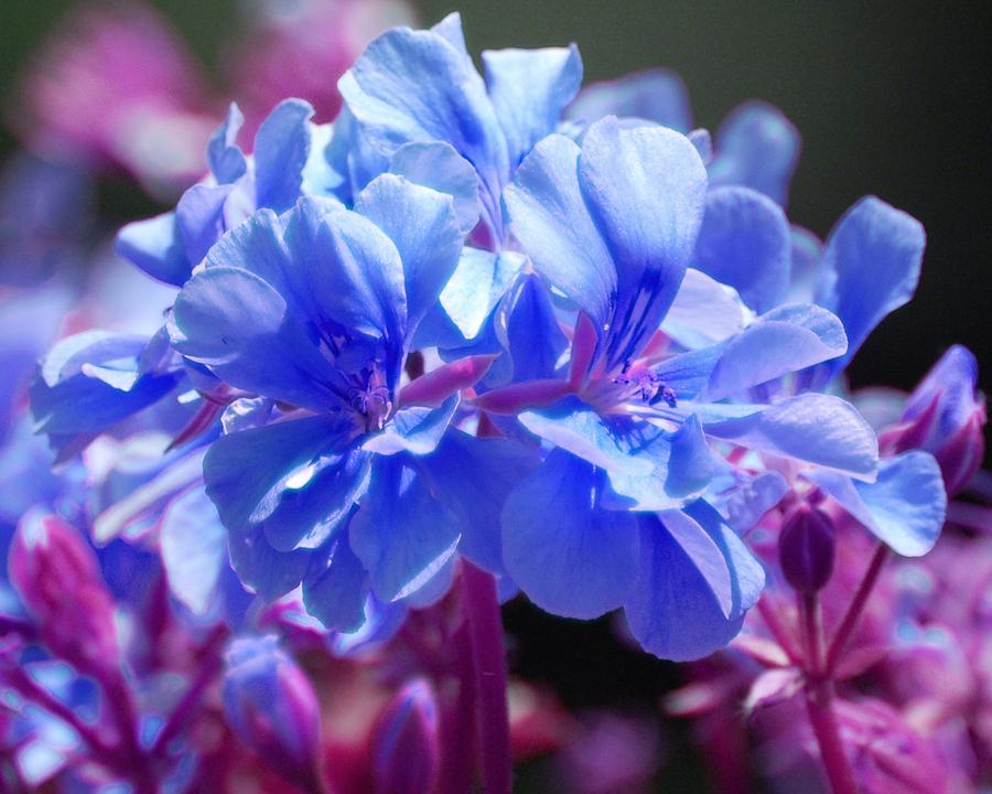 Blue and Purple Flowers Photograph by Matt Quest