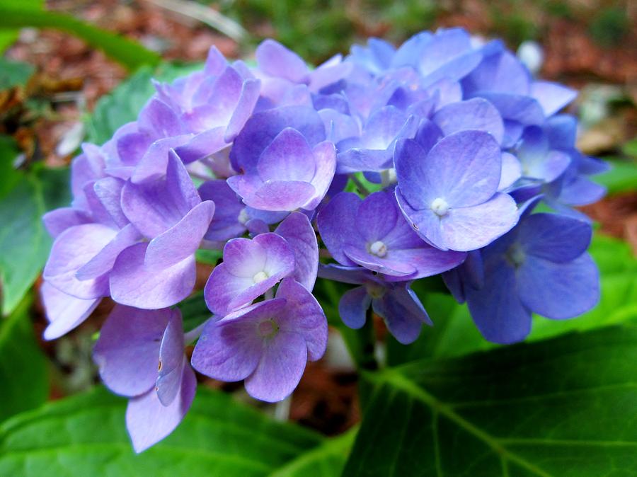 Blue and Purple Hydrangea Photograph by Cynthia  Clark