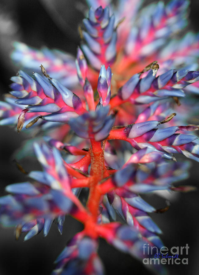 Flower Photograph - Blue and Red Bromeliad by E B Schmidt