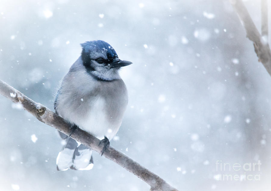 Blue and Snowy Photograph by Cheryl Baxter