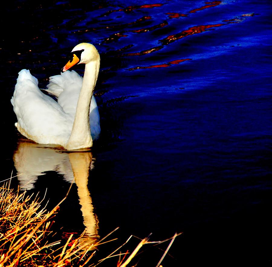 Blue and Swan Photograph by Nik Watt