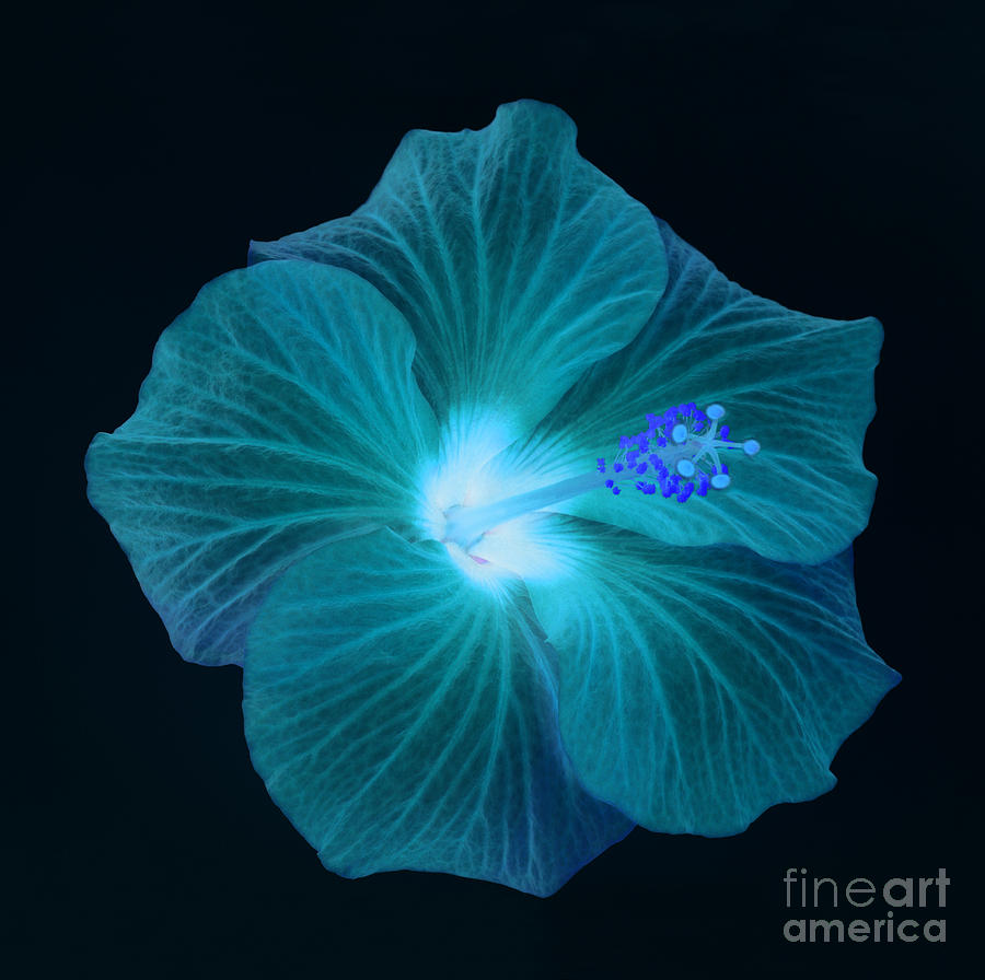 Blue and turquoise hibiscus Photograph by Rosemary Calvert - Fine Art