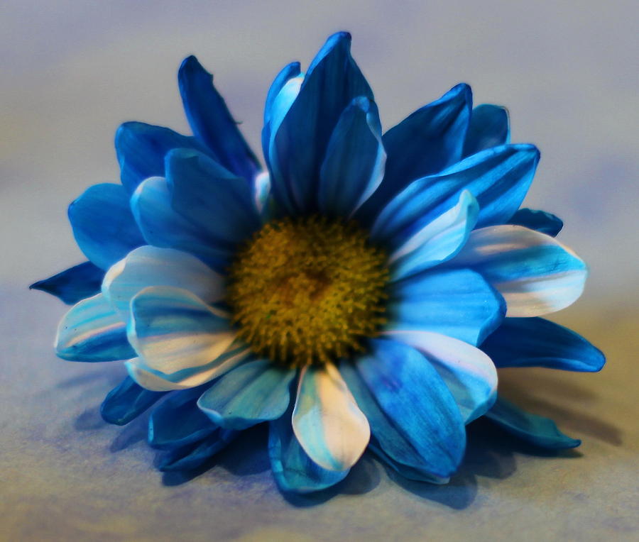 Daisy Photograph - Blue And White Daisy by Cathy Lindsey