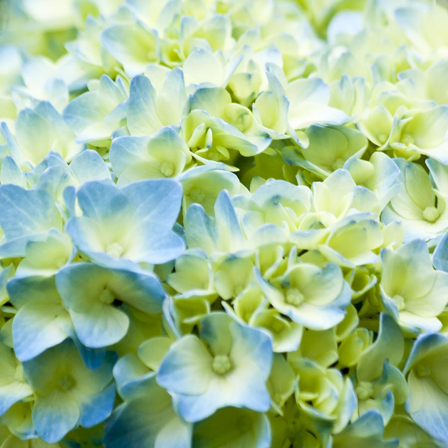 Blue and White Hydrangea 3 Photograph by Dennis Coates - Fine Art America