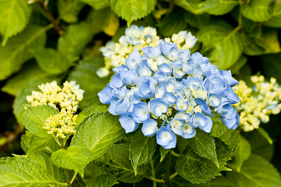 Blue and white Hydrangea 6 Photograph by Dennis Coates - Fine Art America