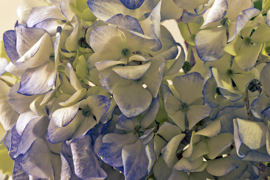 Up Close Photograph - Blue And White Hydrangeas Macro by Sandra Foster