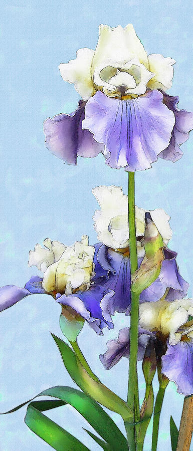 Blue And White Iris Digital Art by Jane Schnetlage