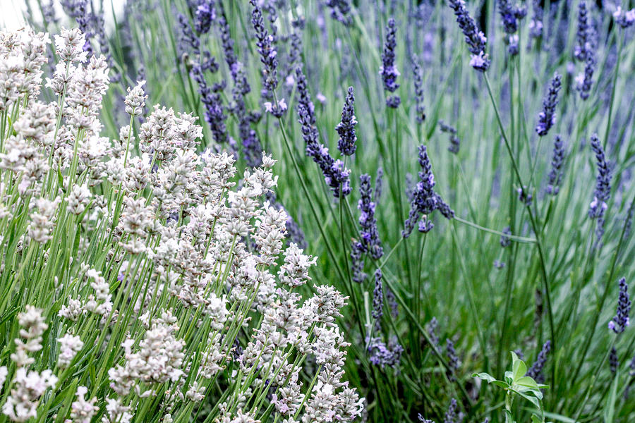 Blue and white lavender Photograph by Nick Mares