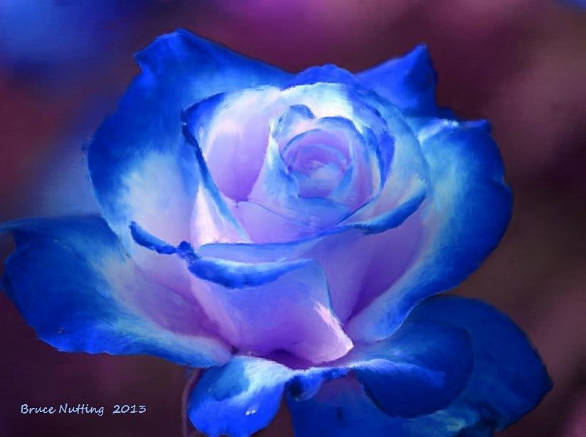 Blue and White Rose Painting by Bruce Nutting