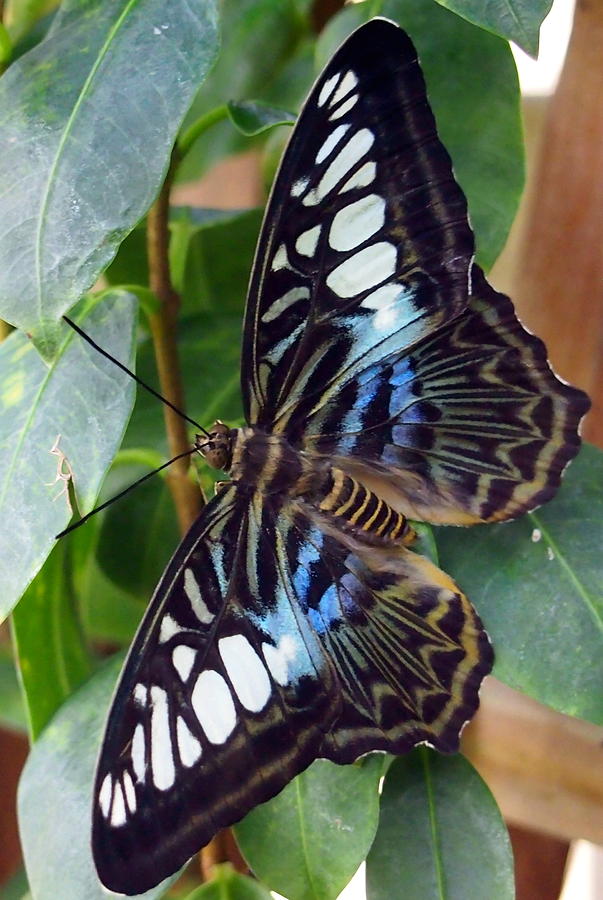 Blue and White Spotted Butterfly Photograph by Amy McDaniel