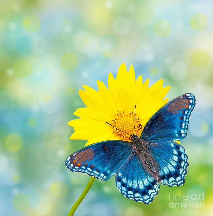Blue and Yellow Dreams Photograph by Sari ONeal