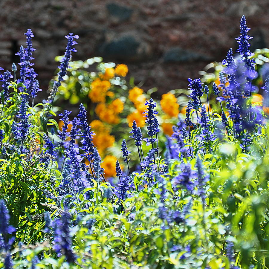 Blue And Yellow Flowers Photograph by Dorte Fjalland