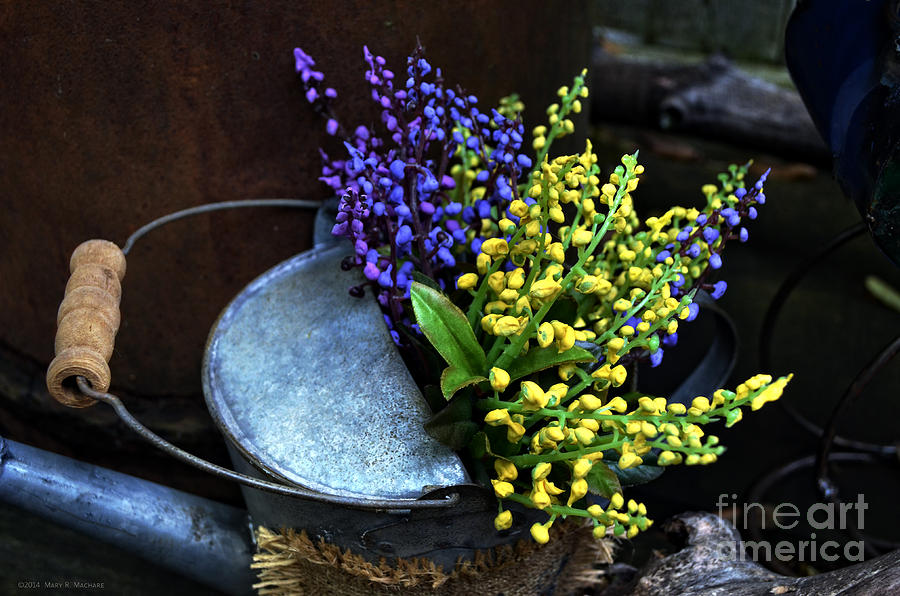 Watering Can Photograph - Blue and Yellow Flowers by Mary Machare