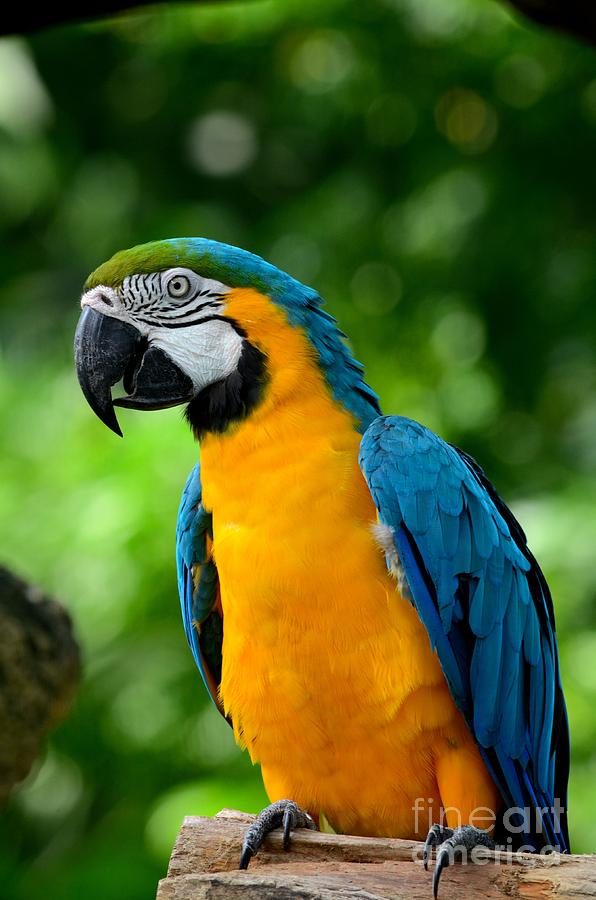 Blue and yellow gold macaw parrot Photograph by Imran Ahmed