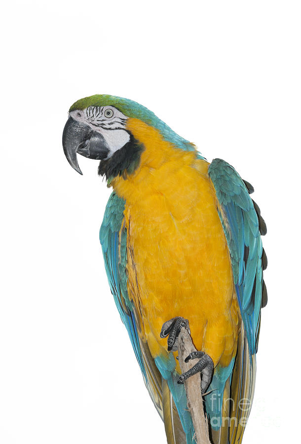 porter komplet locker Blue-and-Yellow Macaw Ara ararauna on a white background Photograph by N R  Nature Photos