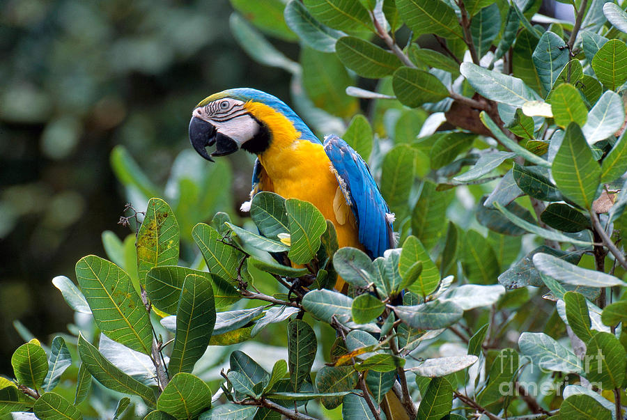 Macaw Photograph - Blue And Yellow Macaw by Art Wolfe