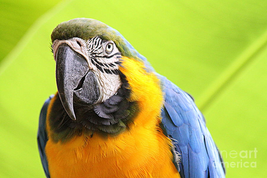 Blue and Yellow Macaw Photograph by Catherine Sherman