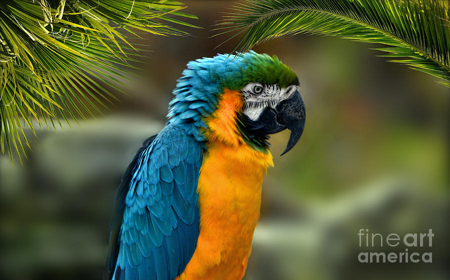 Blue and Yellow Macaw Photograph by Elaine Manley