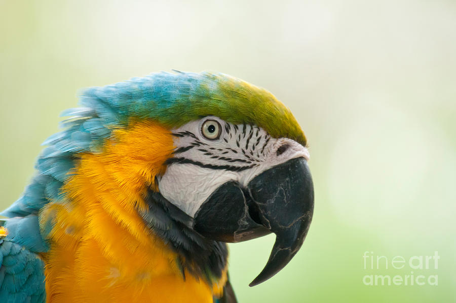 Blue-and-yellow Macaw Photograph by Mark Newman