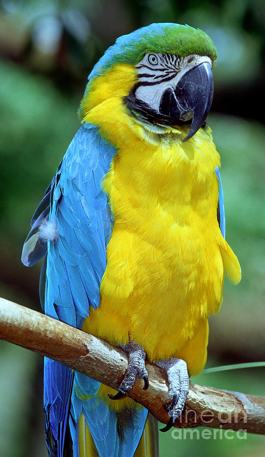 Blue And Yellow Macaw Photograph by Millard H. Sharp
