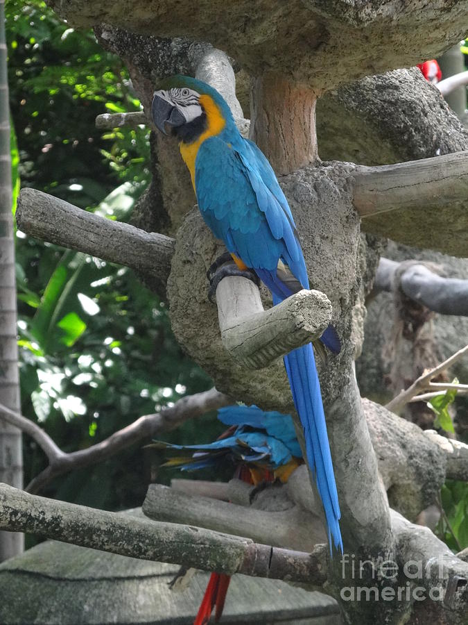 Blue and Yellow Macaw Photograph by Padamvir Singh