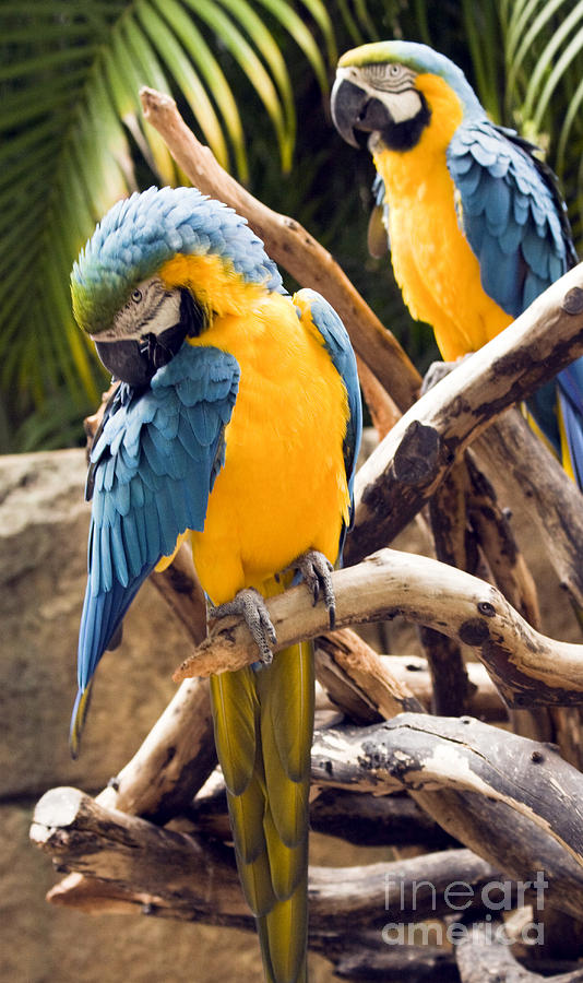 Blue And Yellow Macaw Pair Photograph
