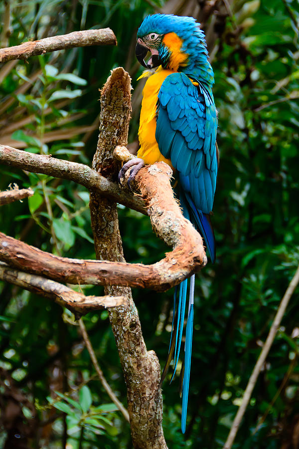 Blue and Yellow Macaw Photograph by Penny Lisowski