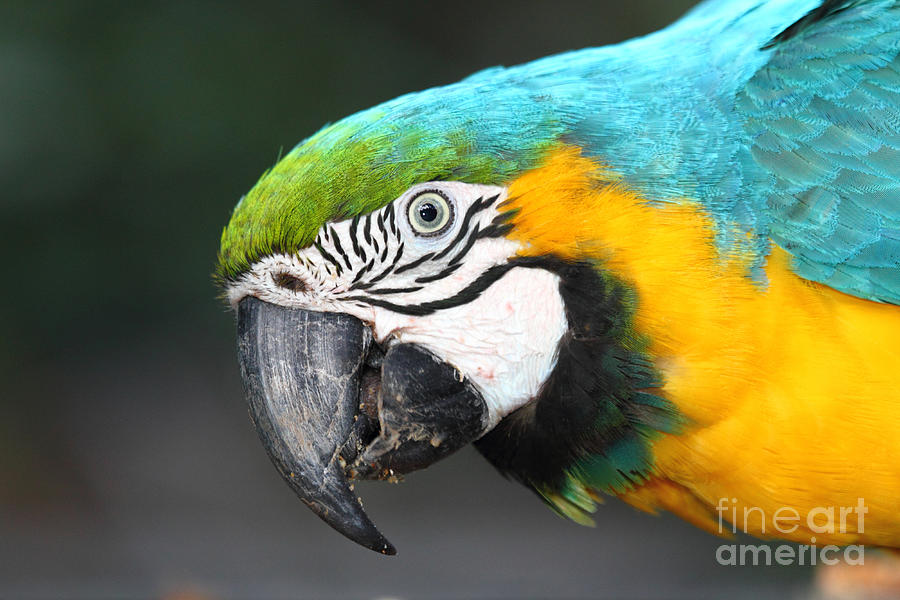 Blue and Yellow Macaw Portrait Photograph by James Brunker