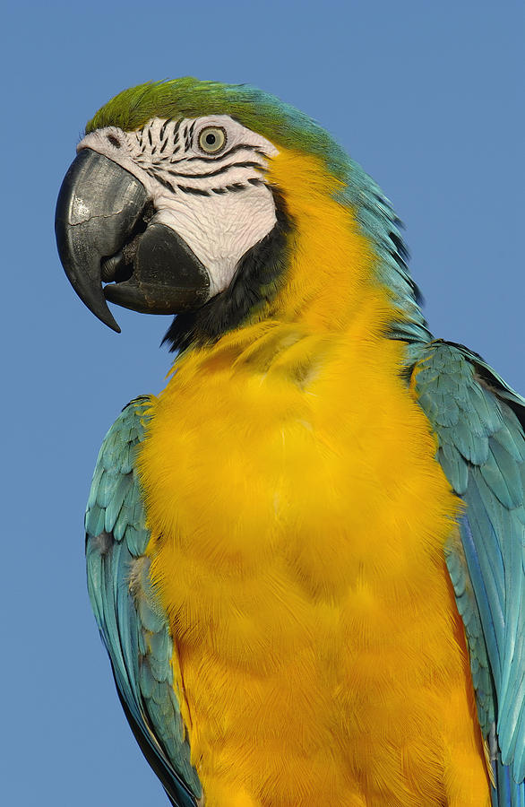 Blue And Yellow Macaw Portrait Photograph by Pete Oxford