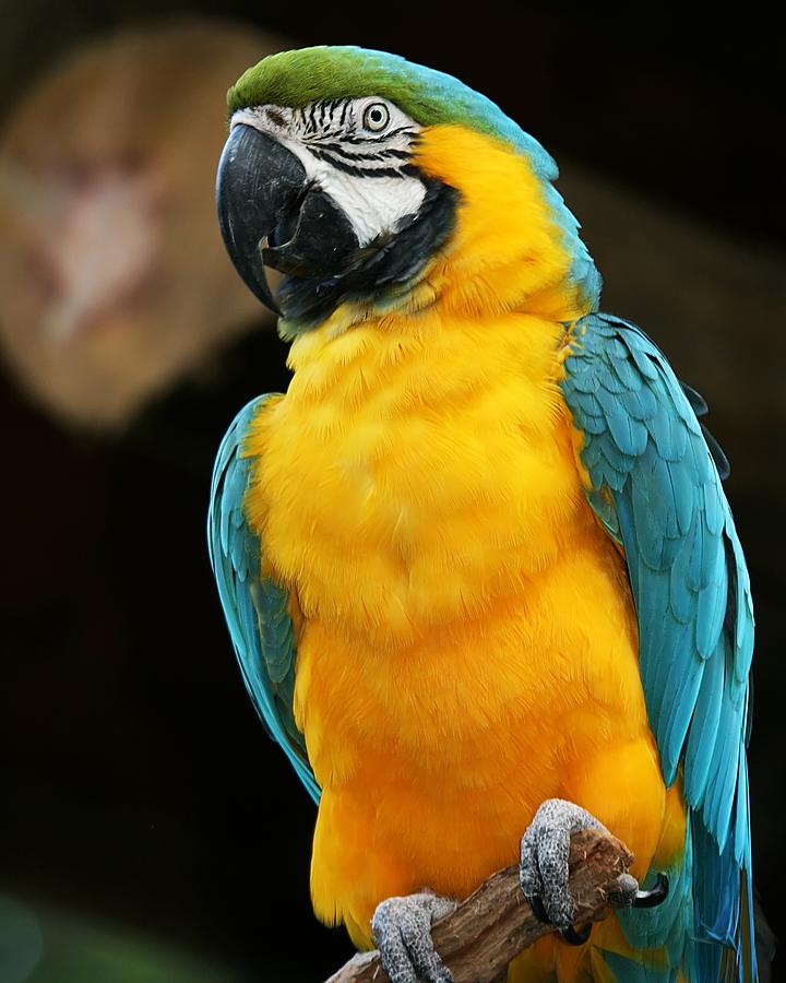 blue and yellow macaws