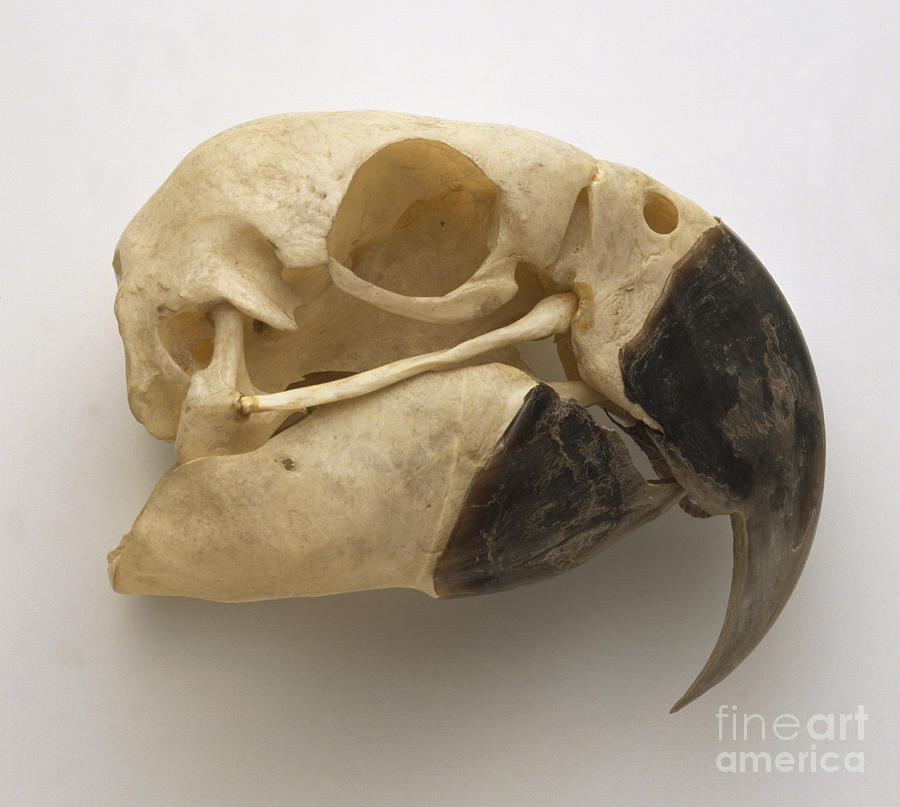 Blue And Yellow Macaw Skull Photograph by Dave King / Dorling Kindersley