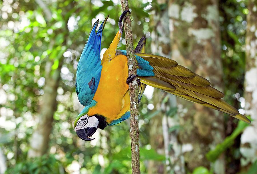 Blue And Yellow Macaw Photograph by Tony Camacho/science Photo Library