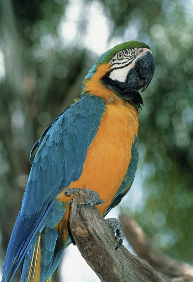 Blue And Yellow Macaw Photograph by Tony Craddock/science Photo Library