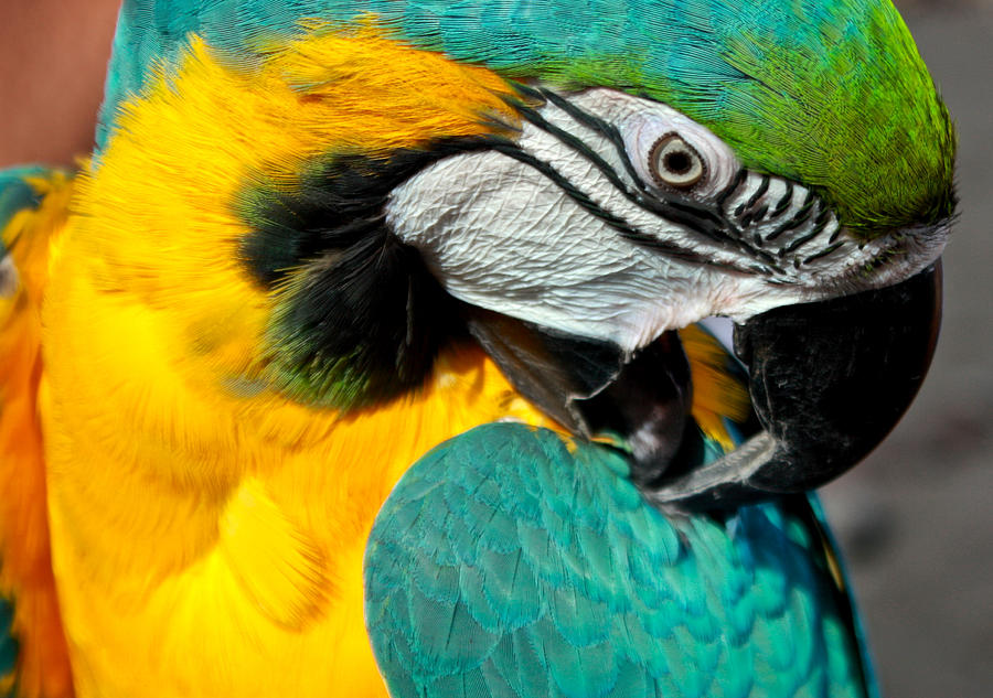 Blue and Yellow Macaw, South America  Photograph by Venetia Featherstone-Witty