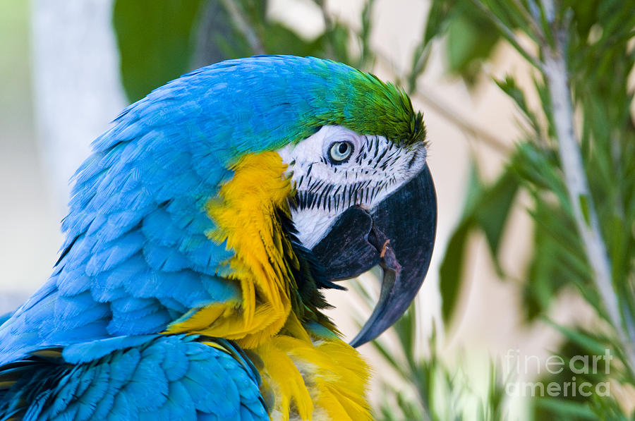 Blue And Yellow Macaw Photograph by William H. Mullins