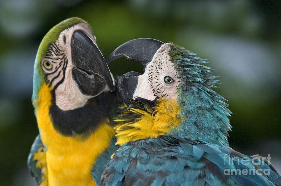 Blue And Yellow Macaws Photograph by Anthony Mercieca