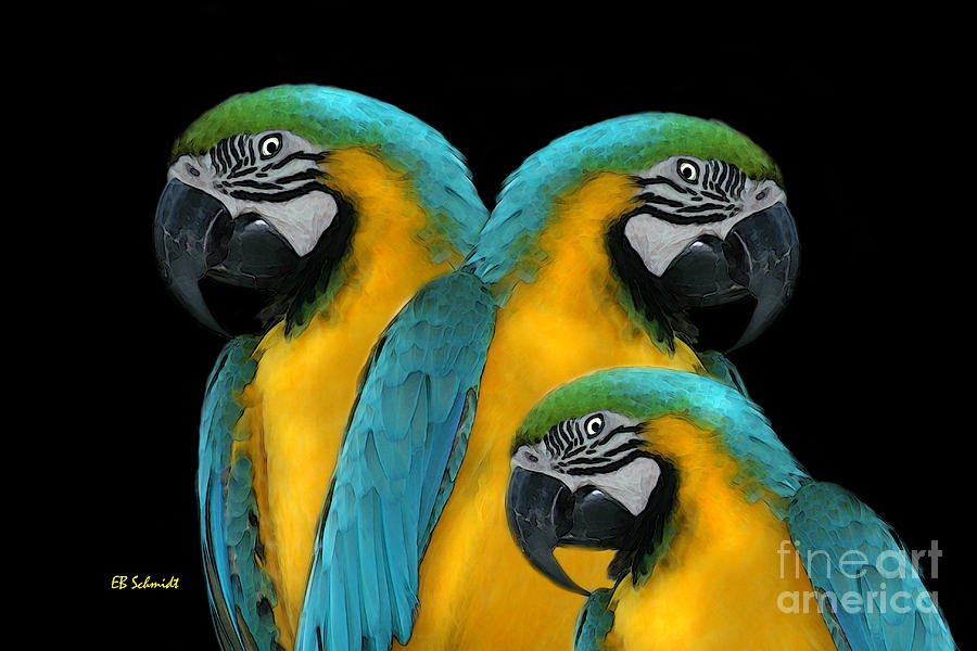 Blue-and-Yellow Macaws Digital Art by E B Schmidt