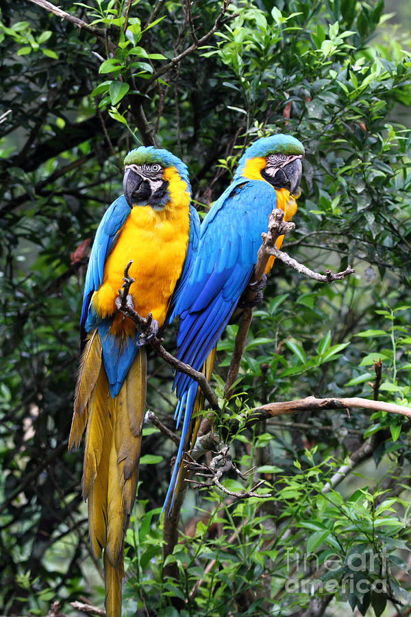 Parrot Photograph - Blue and Yellow Macaws by James Brunker