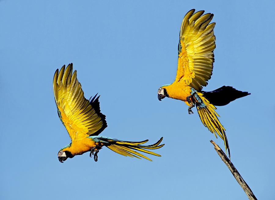 Blue and yellow macaws by Science Photo Library