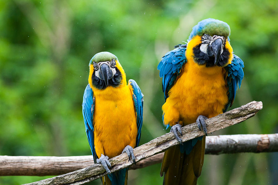 Blue-and-yellow Macaws Photograph By Wolfgang Woerndl 