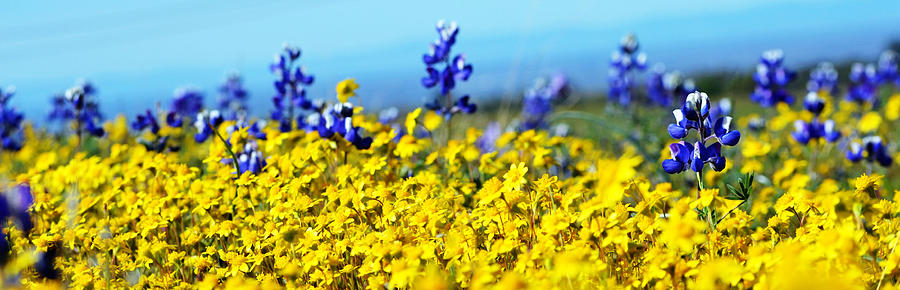 Blue and Yellow Wildflowers Photograph by Holly Blunkall