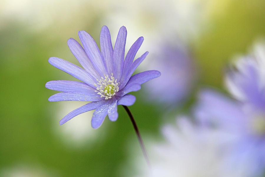 Blue Anemone (anemone Apennina) Photograph by Manuel Presti/science