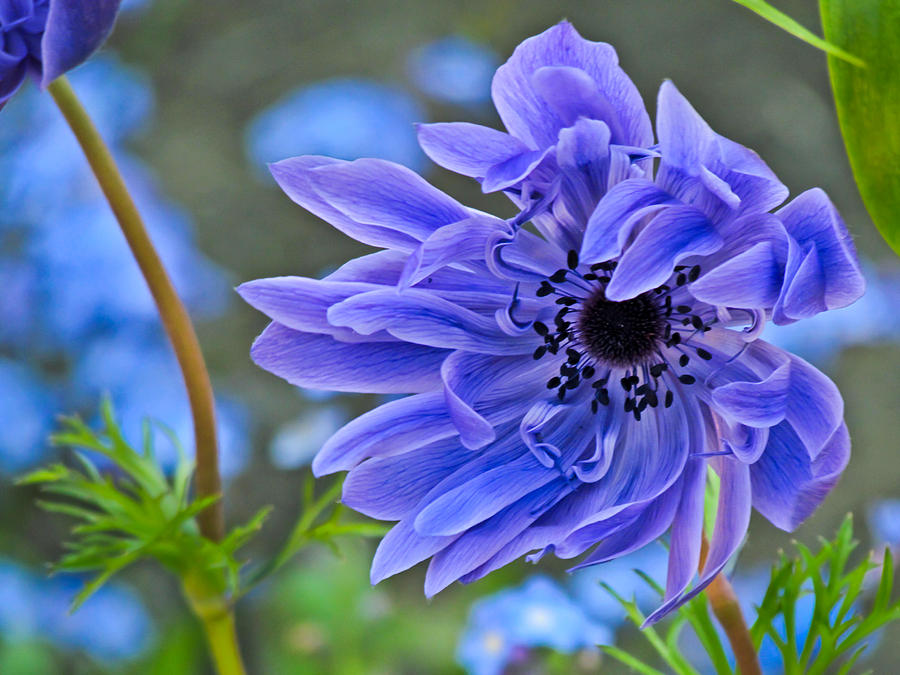 Flower Photograph - Blue Anemone Flower Blowing in the Wind by Eva Kondzialkiewicz