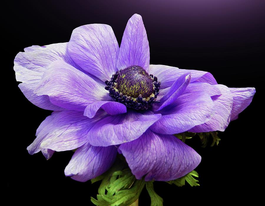 Blue Anemone Flower Photograph by Gitpix
