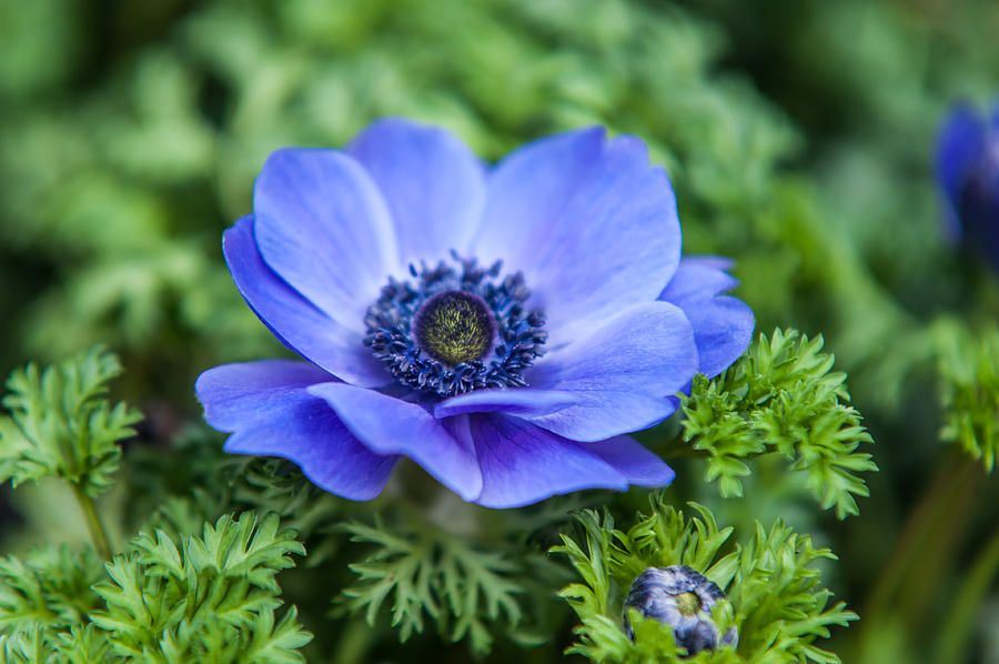 Blue Anemone. Flowers of Holland Photograph by Jenny Rainbow